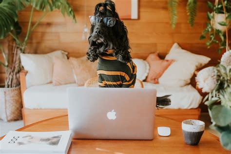 Take Your Dog to Work Day: 6 Reasons Dogs Make the Best Co-Workers ...