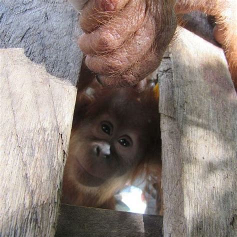 Rescuing baby orangutans - SOS – Sumatran Orangutan Society