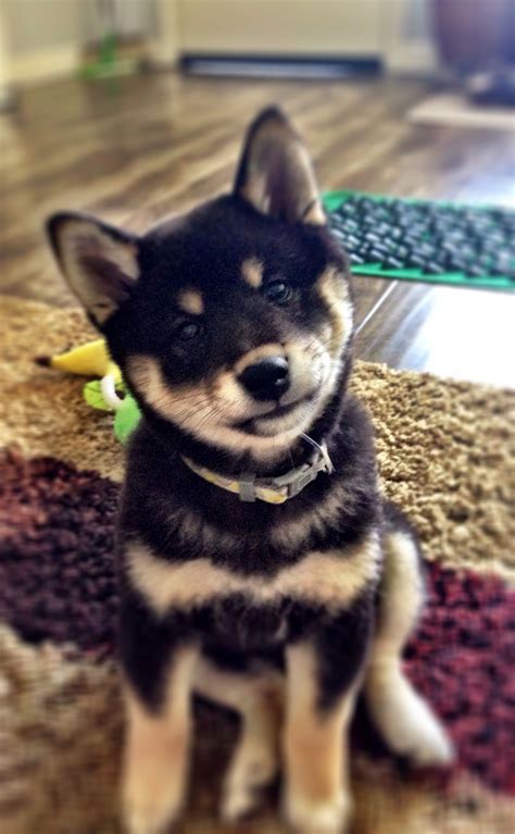 Shiba inu puppy! 11 weeks Black and Tan | Akita inu puppy, Shiba inu ...