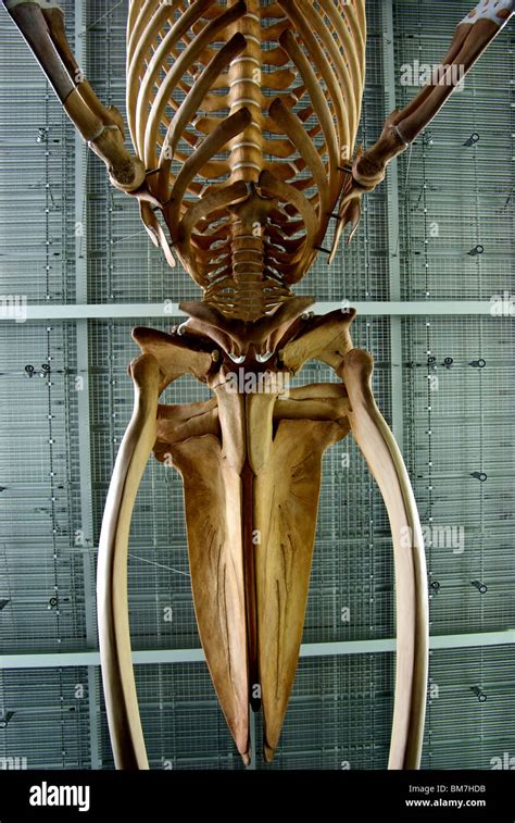 Baleen whale skeleton hi-res stock photography and images - Alamy