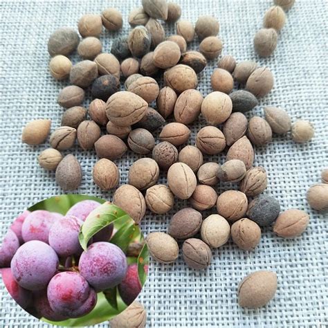 Li zi zhong zi 100% Natural Plum Fruit Seed for Outdoor Fruit Trees - Plum Fruit seed and Plum seeds