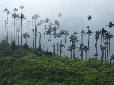 36 Excellent photos of Colombia Amazon Rainforest: The best wildlife observation tour on the ...