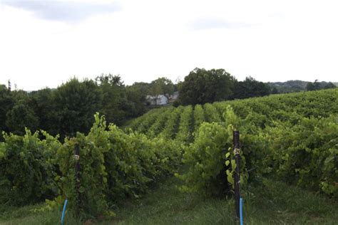 15 Beautiful Vineyards And Wineries In Missouri - Midwest Explored