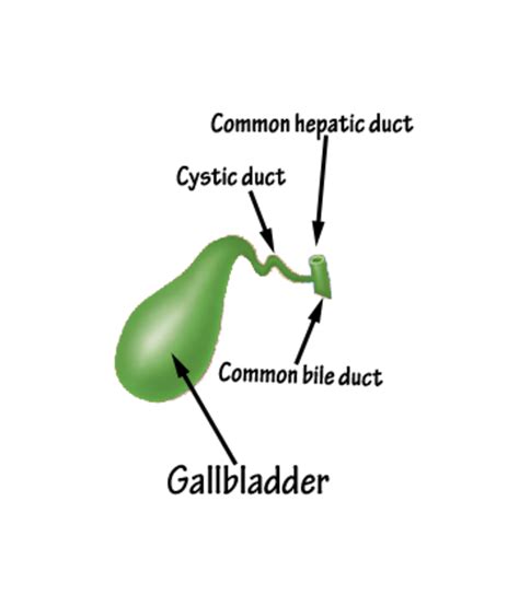 Basic Gallbladder Anatomy and Gallstones | HubPages