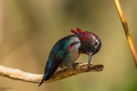 Birding Hotspots Cuba - Birdtripper