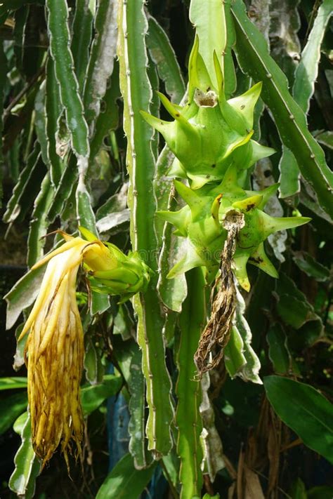 Green dragon fruit stock photo. Image of green, fruit - 43092974