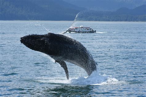 Holland America Alaska Cruises - Cruise.com Blog