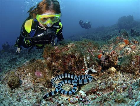 Reptiles marinos (I). Las serpientes marinas.