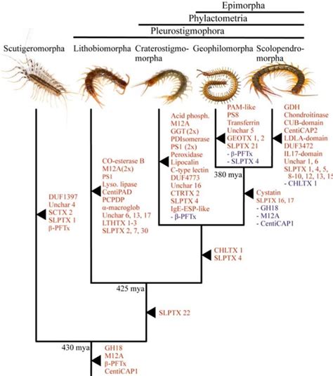 Centipedes evolved complex venom five times | Natural History Museum