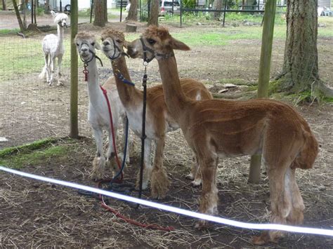 Gabriola Musing: Alpaca Shearing for Lightning, Corduroy and Freddy