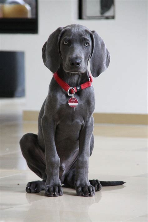 Weimaraner Dog Breed Info: Pictures, Personality & Facts | Hepper