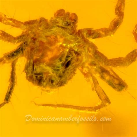 Arachnida Acari on Clear Amber Piece