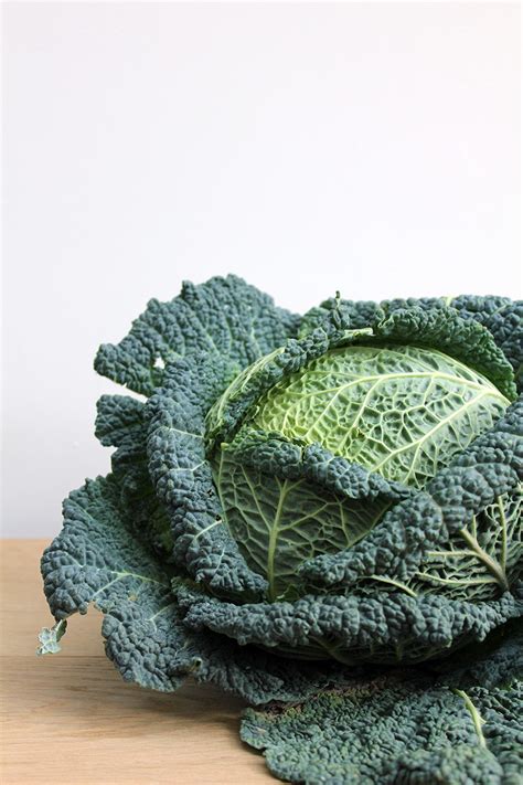 Savoy cabbage kraut - Ferment Lab: Fermenthings Open Source Wiki