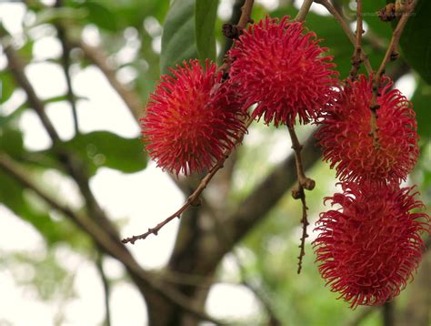 graveyard of thoughts and images: rambutan: an exotic fruit