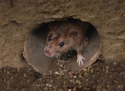 Rat pest sewer rodent. stock image. Image of long, leaves - 187504729