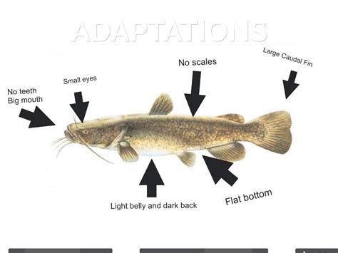 Flathead Catfish by Jacob Nall