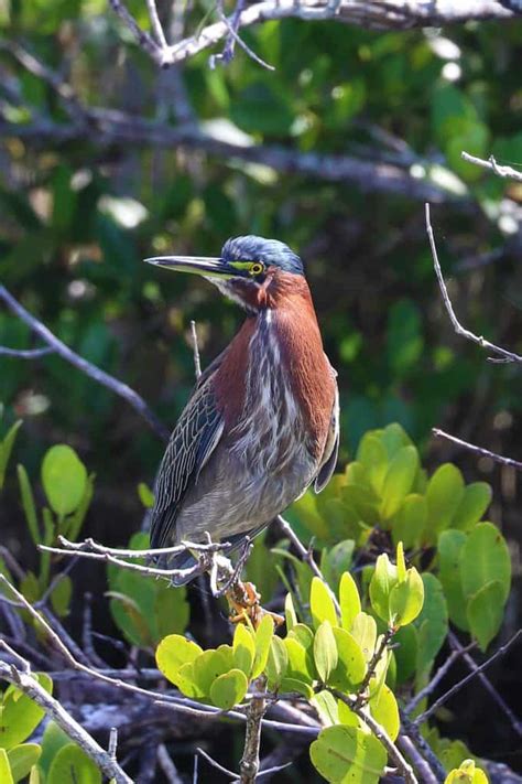 Bird at Canaveral National Seashore - Park Ranger John