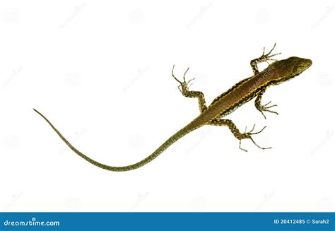 Wall Lizard With Very Long Tail - Isolated Stock Image - Image: 20412485