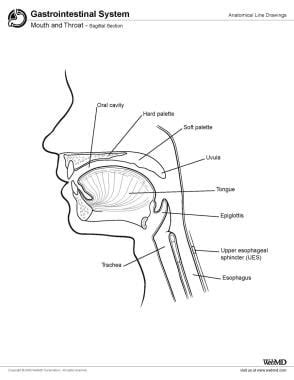 38 complete the labeling of the diagram of the upper respiratory ...