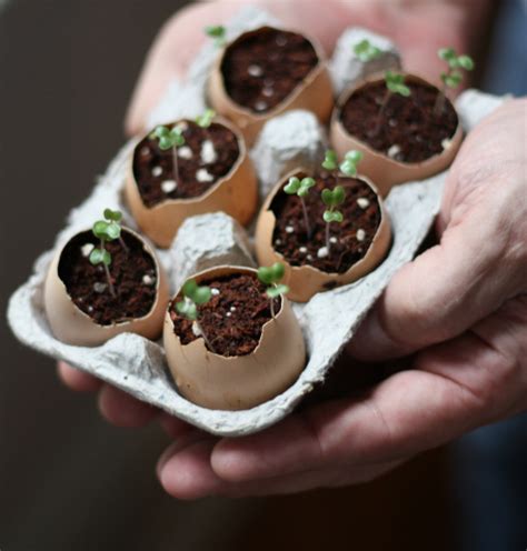 How To: Plant Seeds Using Eggshells | 17 Apart