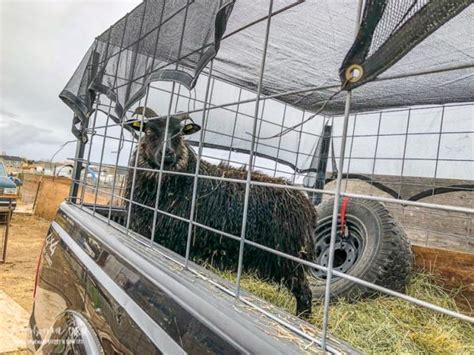 DIY Sheep Trailer {Livestock Hauler} • Longbourn Farm