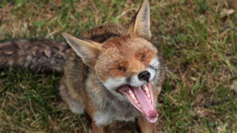 Police appeal after foxes trapped and harmed in east London - BBC News