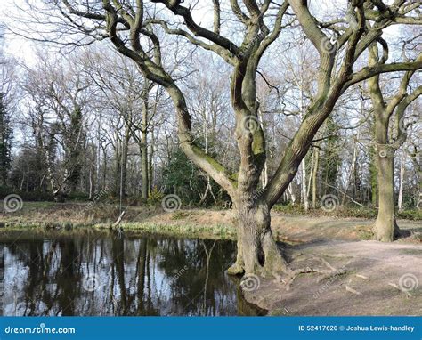 Pond with Forest Trees and Reflection Stock Photo - Image of ducks, ripple: 52417620