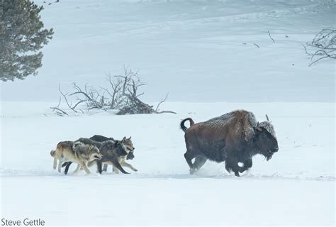 Bison Running From Wolves