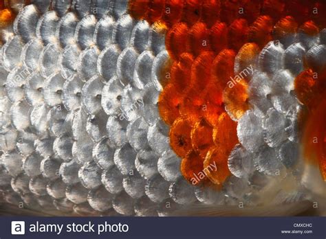 Extreme close up of fish scales Stock Photo, Royalty Free Image ...