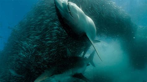 Wallpaper : animals, sea, shark, nature, fish, underwater, ocean, marine biology, marine mammal ...