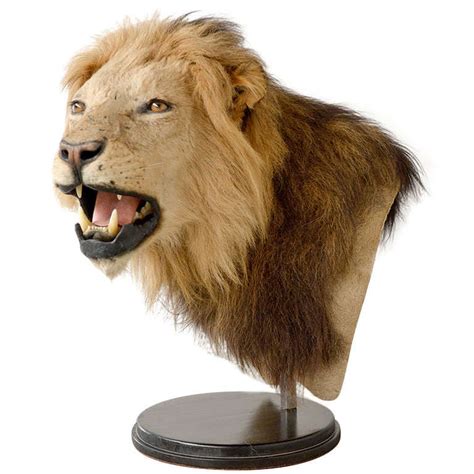 Vintage Taxidermy Male Lion Head at 1stdibs