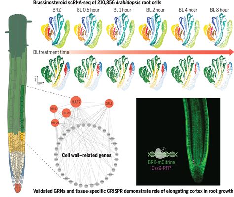 Brassinosteroid gene regulatory networks at cellular resolution in the Arabidopsis root | Science