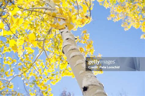 2,200 Aspen Trees Snow Stock Photos, High-Res Pictures, and Images - Getty Images