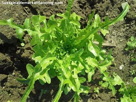 soil temperatures for lettuce germination – Sustainable Market Farming