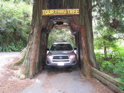 Tour-Through Tree (Klamath) - 2021 All You Need to Know BEFORE You Go | Tours & Tickets (with ...