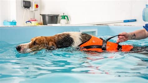 How To Find The Best Canine Hydrotherapy Services Near You - Amazing Pets Training Tips