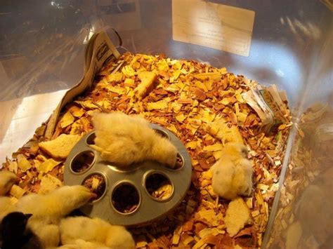 Chicks sleeping a lot? | BackYard Chickens - Learn How to Raise Chickens