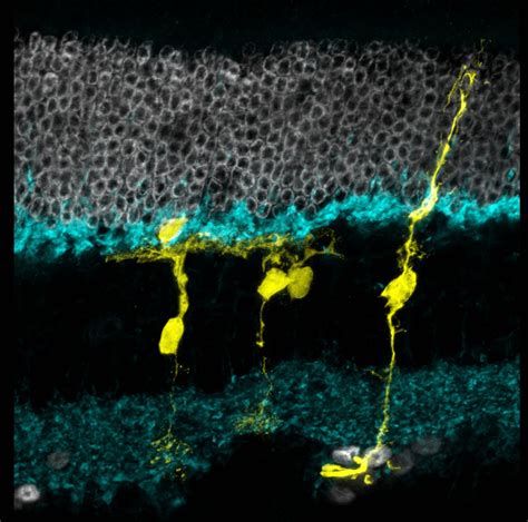 Researchers discover a recipe to regenerate retinal cells in mice