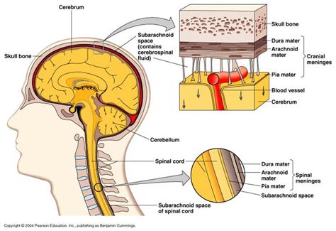 Dura mater, Physiology, Spinal cord