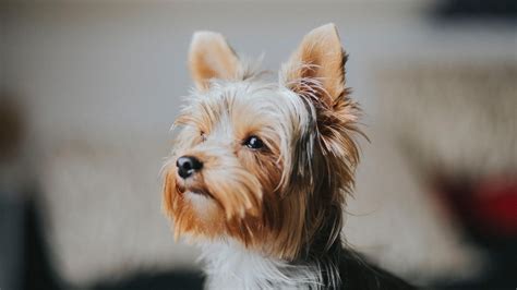 Parti Yorkie Dog Breed Facts and Information - Pet Haver