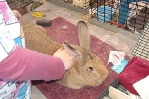 Flemish Giant Rabbit: Diet | Size | Breeding | Housing | Hutch and Cage