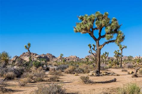 Amalia Bastos Photography || A Walk Through the Mojave Desert