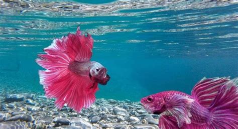 Rare Pink Handfish Found in Australia Since 1999 | Time Of Info