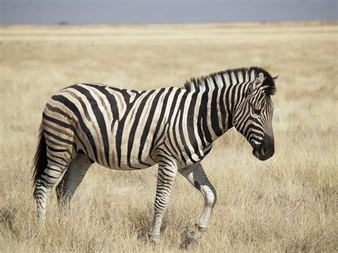 The Zebra | Lovely Animal All Interesting Facts | Animals Lover