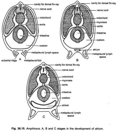 Development of Branchiostoma | Cephalochordata | Chordata | Zoology