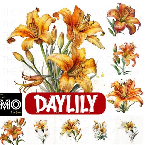 25 Daylily Flowers Watercolor Portraits Instant Download PNG - Etsy