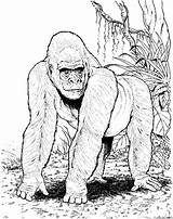 Gorilla Coloring Page » Turkau sketch template
