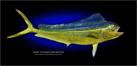 Mahi-Mahi Fish Mounts & Replicas by Coast-to-Coast Fish Mounts