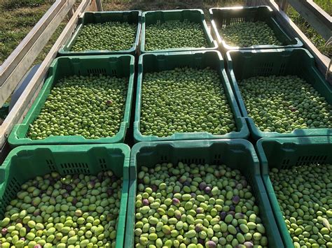 Olive Harvest Olives Cold Pressing - Free photo on Pixabay - Pixabay