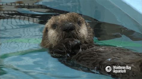 Otter Pup GIFs - Find & Share on GIPHY